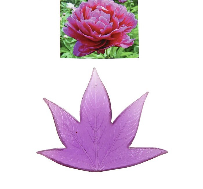 картинка Вайнер Лист Пиона от магазина Одежда-