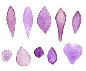 Набор вайнеров "Лепесток" 10 шт